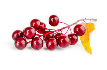 Red bird-cherry with a yellow leaf closeup