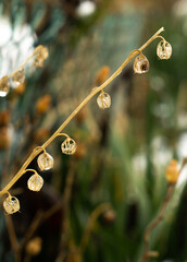 roślina, dzwonki, jesień, © Kornel