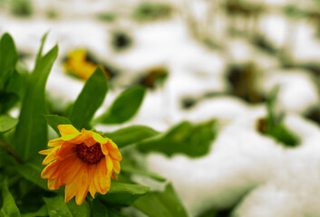 Kwiatek, pierwszy śnieg
