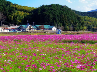 コスモス畑（愛媛県宇和島市三間町）