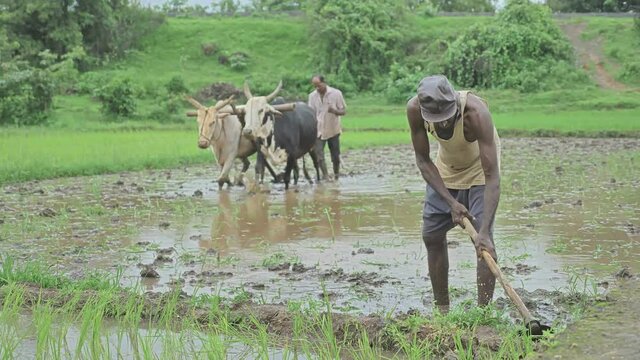 A wide shot of two male farmers is digging and plowing the farmland before transplanting rice seedlings during monsoon season.