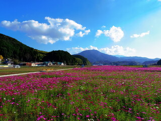一面のコスモス畑（愛媛県宇和島市三間町）