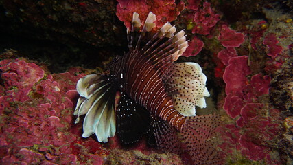 Pterois is a genus of venomous marine fish, commonly known as lionfish, Mediterranean Sea