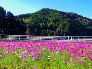 一面のコスモス畑(愛媛県宇和島市三間町)