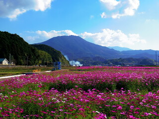 Obraz premium 一面のコスモス畑（愛媛県宇和島市三間町）