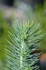 Stone Pine Silver Crest