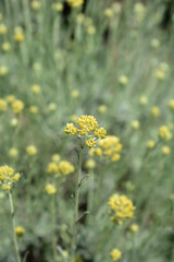 Fototapeta premium Italian everlasting flowers