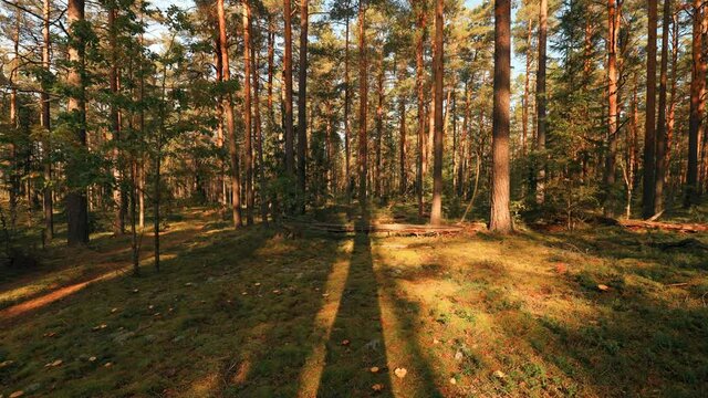 Sunset Trees Shadows Moving In Sunny Summer Coniferous Forest. Sunlight Sunrays Shine Through Woods In Forest Landscape. Time Lapse, Timelapse, Time-lapse