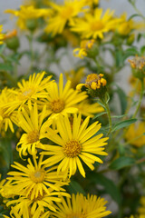Lemonyellow false goldenaster