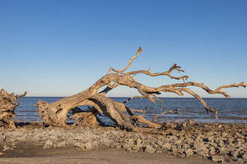 Bare tree and driftwood on the beach