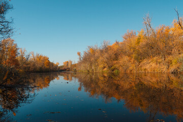 Autumn forest trees are reflected in the river. River in autumn forest.