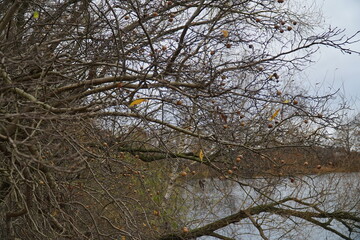 Healthy and edible medlar fruits (mespilus germanica, family rosaceae) on o medlar tree in december. Medlar fruit is available in winter and in being eaten when bletted. Garbsen Berenbostel, Germany