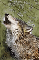 Watercolor illustration of a wolf with fluffy grey fur, throwing his head into the green-gray winter sky