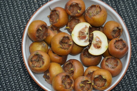 Healthy medlar fruits harvested in December in cross cut (mespilus germanica, family rosaceae). Medlar fruits are ripe in winter and are eaten when baked or cooked as a jam. Garbsen, lake Berenbostel,