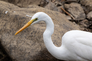 岩場のダイサギ