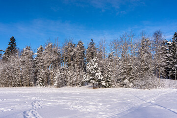 Winter northern landscape. Amazing panoramic view of forest woods covered with thick white snow. Trees firs pines in sunny morning after snowfall. December January Christmas fairy tale.