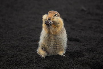 A small fluffy ground squirrel (Evrazhka) stands on the black volcanic soil. The gopher is looking closely at the camera. Kamchatka. Tolbachik