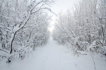 Snowy road through winter forest 