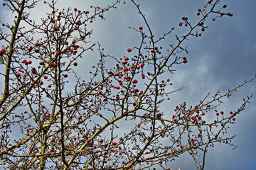 hawthorn berries in the autumn garden