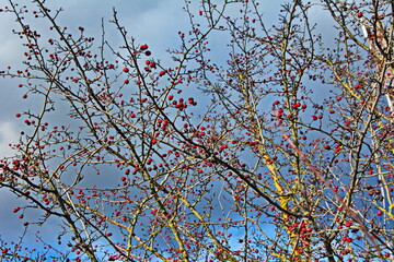 hawthorn berries in the autumn garden