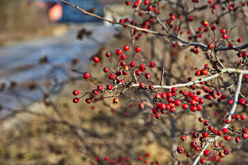 hawthorn berries in the autumn garden