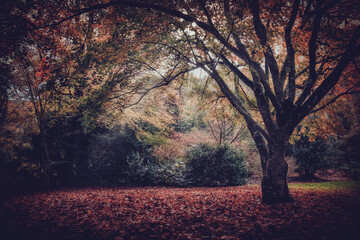 autumn wood Cornwall England uk 