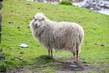 Ein Schaf von der Seite auf den Färöer Inseln