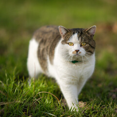Naklejka na ściany i meble Lovely big tricolor cat in collar walk on the green grass in spring garden.