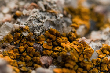 Macro Musgo en piedras 8