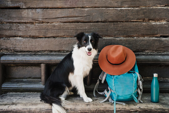 Border Collie sitting by backpack and hat in front of cottage