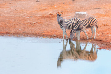 Obraz na płótnie Canvas Two zebras drinking water at a lake - Etosha Park, Namibia, Africa