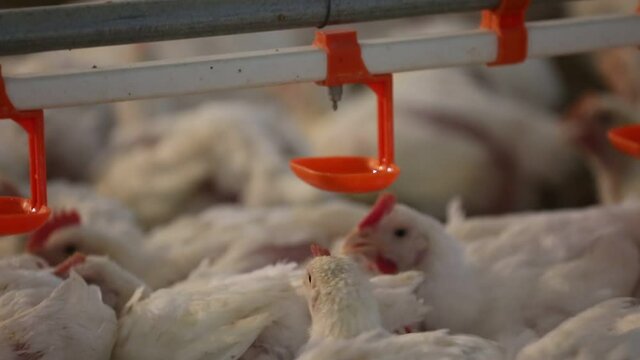 Poultry feeding