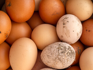 Top view of many fresh farmhouse brown eggs covered in mud. Unwashed eggs can be hazardous to your health.