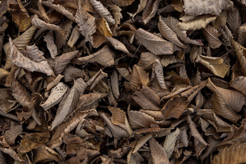 Background macro autumn dry yellow rustling leaves twisted lying underfoot