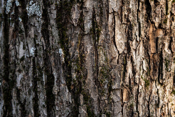 exture of tree bark, aged wood, chips, cracks, moss, photophone for screensaver and print