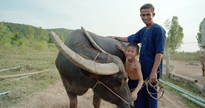 A father in traditional clothes and a son are smiling happily. They are Asian farmer family feeding and caring for buffaloes on the foothills of the countryside.