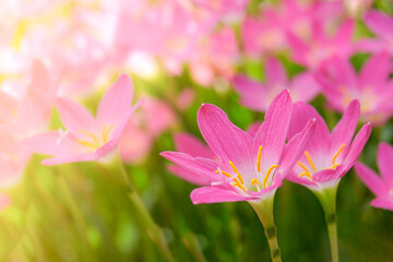 Beautiful pink Rain lily field, Zephyranthes grandiflora, Selective focus. 