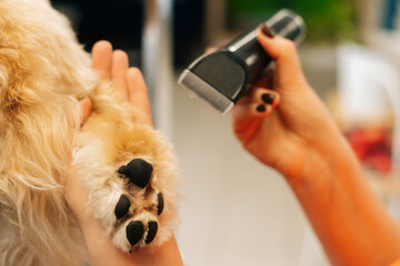 Close-up of female groomer cutting foot of purebred curly dog Labradoodle by haircut machine for...