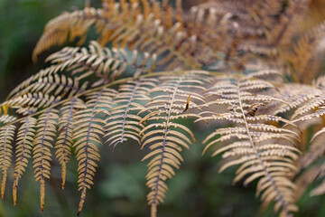 close up selective focus macro picture of yellow wilted fern leaves