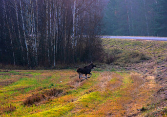Obraz na płótnie Canvas Running Young elk in an autumn field and road at sunset