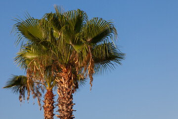 Blue sky and palm trees view from below, vintage style, tropical beach and summer background,...