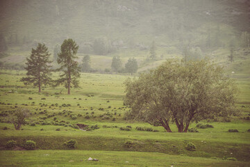 Fototapeta premium Green alpine scenery with beautiful willow tree with view to high mountain wall with trees. Vintage mountain landscape with willow tree among green vegetations on background of mountainside in mist.