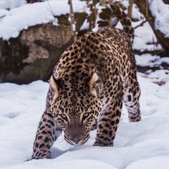 Persian leopard (Panthera pardus saxicolor) in winter.