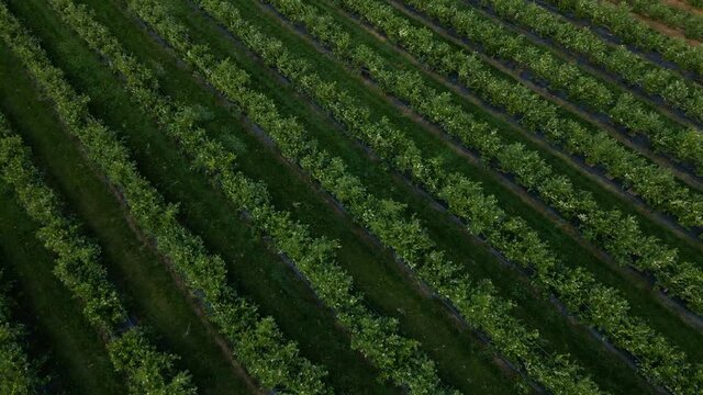 Aerial drone view Blueberry bush field, organic ripe. Blue berry hanging on a branch,