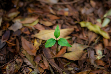 Plant growing out of tree stump