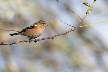 colorful common chaffinch bird on the branch in winter