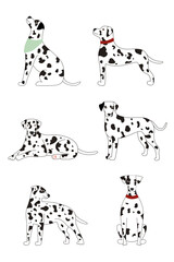 Collection of cute white spotted Dalmatian dogs on a white background. Vector illustration of a dog in different poses flat