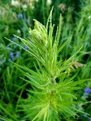 Plant in drops of dew on a green meadow