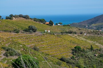 Fototapeta na wymiar Vineyard landscape near Collioure, Pyrenees Orientales, Roussillon, Vermilion coast, France