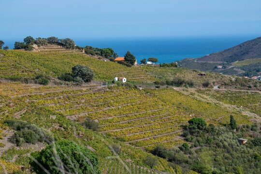 Vineyard landscape near Collioure, Pyrenees Orientales, Roussillon, Vermilion coast, France